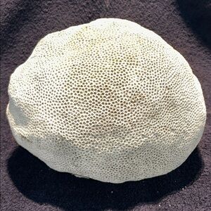 Coral, Natural Brain Coral Fossil. Large Approx 9” x 8” x 6.5”h. 12.5lbs